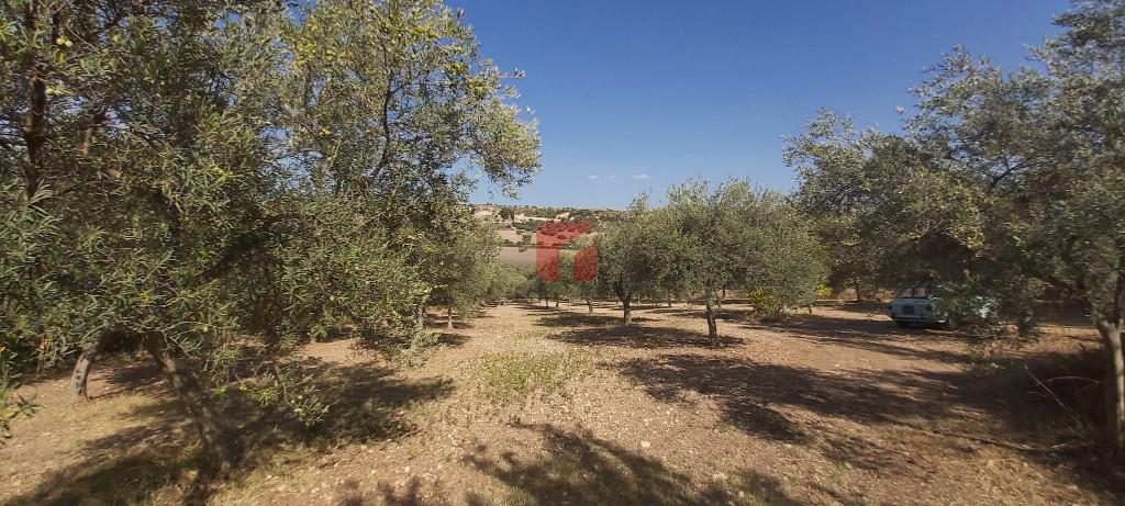 TERRENO CON ALBERI DI ULIVO SOTTOZONA GULFI